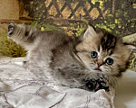 Кошки в Астрахани: Кошка Пегги Девочка, 30 000 руб. - фото 4