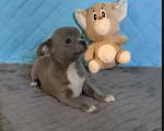 Собаки в Балахне: Чихуахуа Мальчик, Бесплатно - фото 2