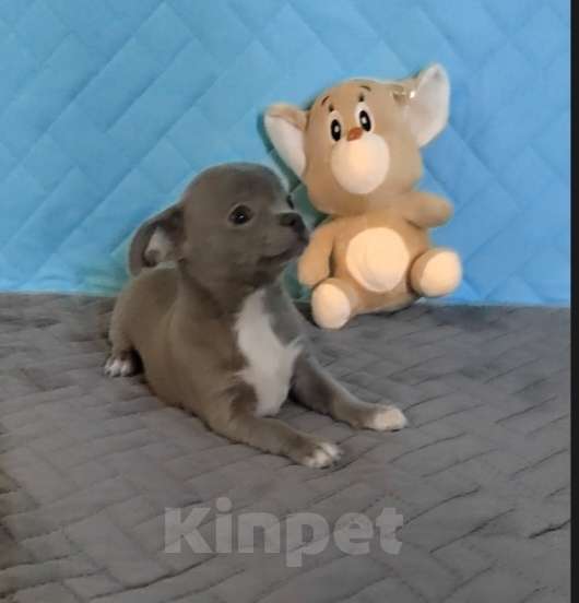 Собаки в Балахне: Чихуахуа Мальчик, Бесплатно - фото 2