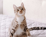 Кошки в Москве: Котенок в добрые руки Девочка, Бесплатно - фото 9