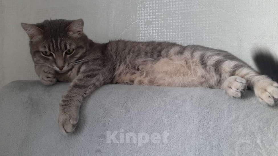 Кошки в других городах Краснодарского края: Ищу кошку Девочка, 1 000 руб. - фото 5
