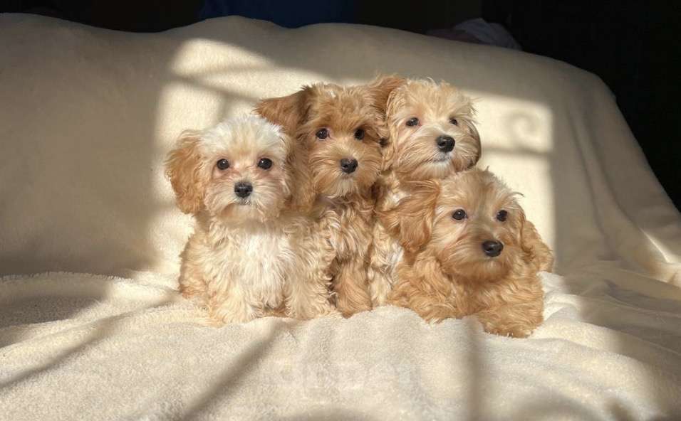 Собаки в Магнитогорске: Девочка Мальтипу мини звездная принцесса 3 мес Девочка, 100 000 руб. - фото 6