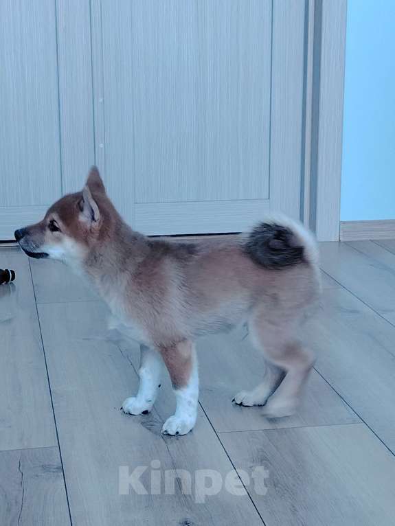 Собаки в Севастополе: Щенок  Сиба  зовут Акибо от Чемпионов Мальчик, Бесплатно - фото 2