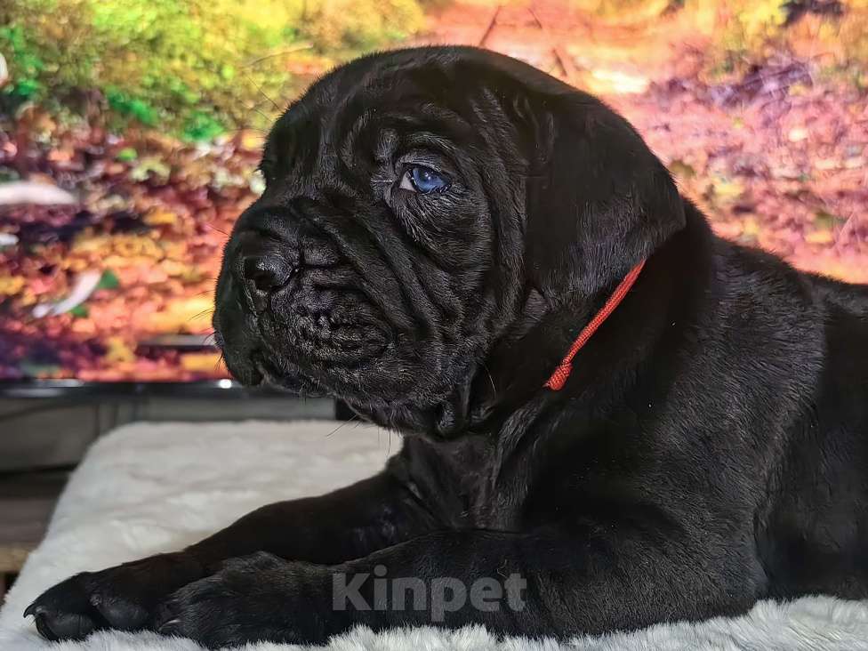 Собаки в других городах Крыма: Щенок Кане Корсо Девочка, 70 000 руб. - фото 1