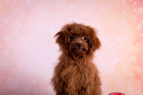 Ариэль девочка той-пудель