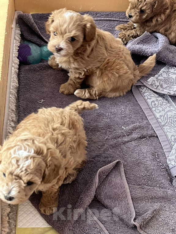 Собаки в Москве: Щенки Мальтипу F2 Девочка, Бесплатно - фото 5