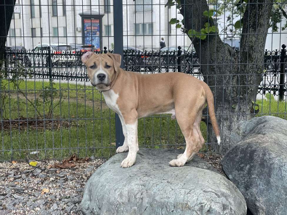 Собаки в Москве: Щенок Американского стаффордширского терьера Мальчик, 60 000 руб. - фото 4