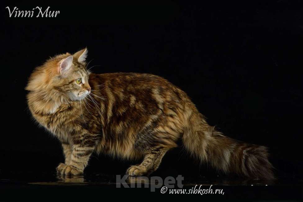 Кошки в Санкт-Петербурге: Молодая сибирская кошка  Девочка, Бесплатно - фото 4