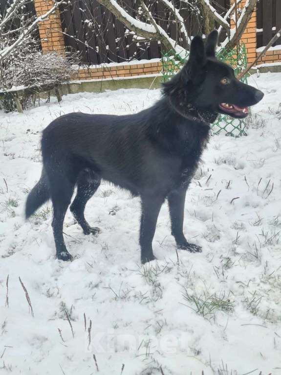 Собаки в Москве: Малыш-Черныш. Мальчик, 10 руб. - фото 2