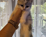 Кошки в Москве: Кошечка 3  Девочка, Бесплатно - фото 1
