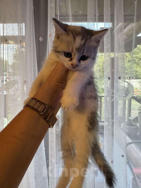 Кошки в Москве: Кошечка 3  Девочка, Бесплатно - фото 1