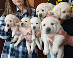 Собаки в Нижнем Новгороде: Палевые щенки Лабрадора Мальчик, 20 000 руб. - фото 4