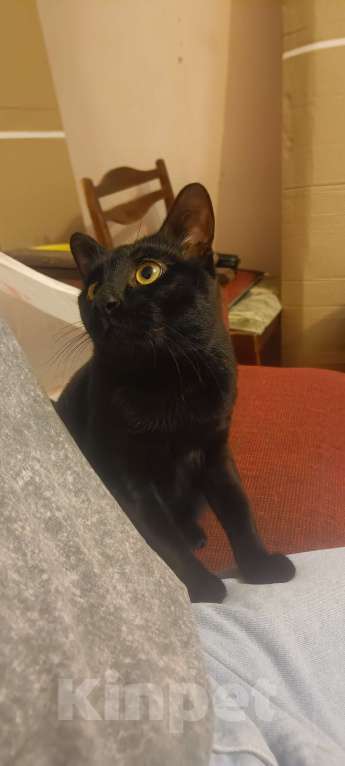 Кошки в Волгограде: Ищу коту новый дом Мальчик, Бесплатно - фото 3