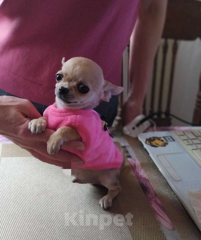 Собаки в Москве: Гномик, мини чихуахуа  Мальчик, 40 000 руб. - фото 3