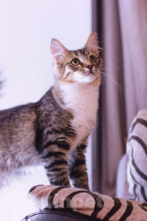 Кошки в Москве: Изящная и благородная кошка Селин Девочка, Бесплатно - фото 3