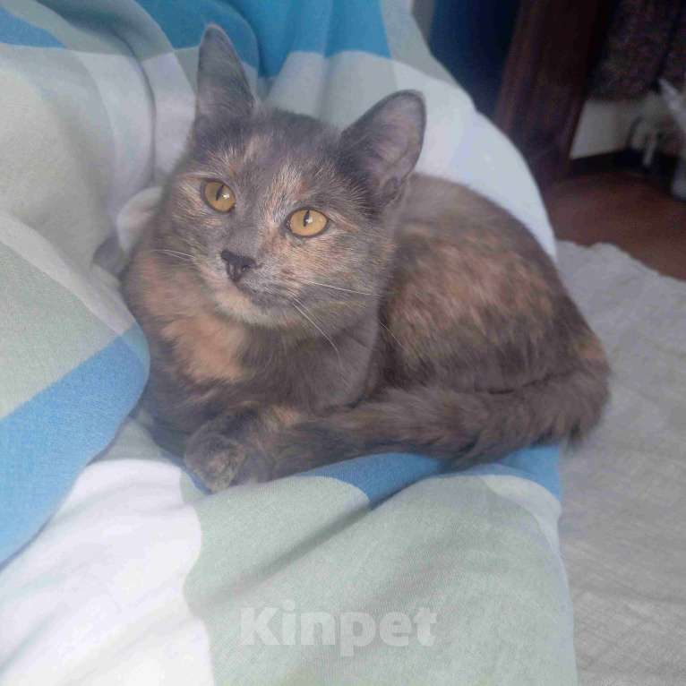 Кошки в Москве: Трехцветный котёнок Малышка в добрые руки Девочка, Бесплатно - фото 5