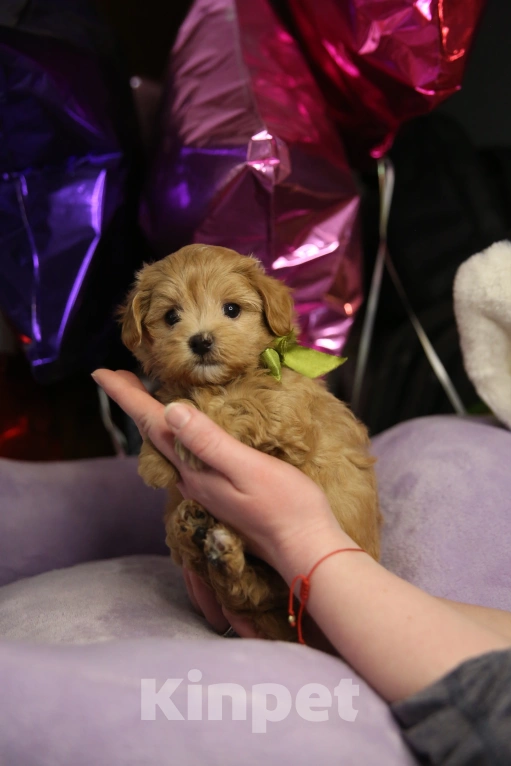 Собаки в Санкт-Петербурге: Мальчик мини Мальтипу f1  Мальчик, 135 000 руб. - фото 2