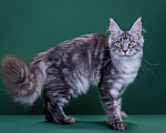 Кошки в Красногорске: Котенок  Девочка, Бесплатно - фото 4