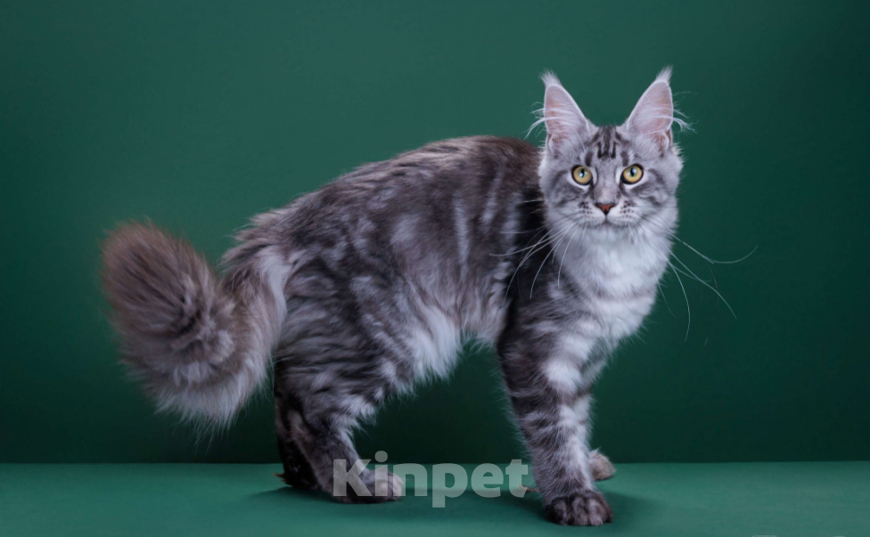 Кошки в Красногорске: Котенок  Девочка, Бесплатно - фото 4