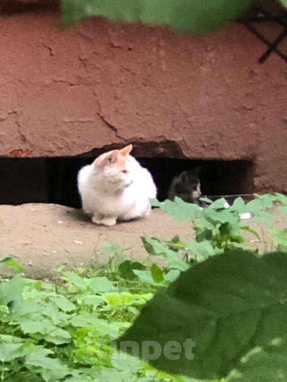 Кошки в Москве: Очередные жертвы реновации: мамы-кошки с котятами в беде    Девочка, Бесплатно - фото 2