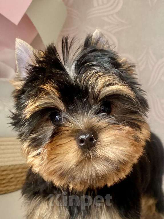 Собаки в Москве: Йоркширский терьер щенок мальчик Мальчик, Бесплатно - фото 2