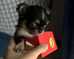 Собаки в Новокузнецке: Продам щенка чихуахуа мальчик мини Мальчик, 25 000 руб. - фото 1