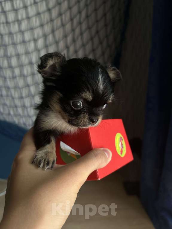 Собаки в Новокузнецке: Продам щенка чихуахуа мальчик мини Мальчик, 25 000 руб. - фото 1