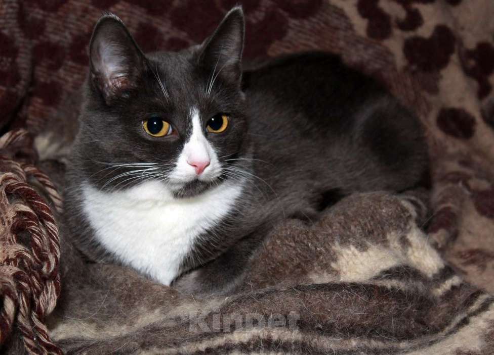 Кошки в Калуге: Тильда, кошка оптимистка в добрые руки. Девочка, Бесплатно - фото 6