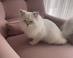 Кошки в Анапе: Продам кота 6 месяцев  Мальчик, 15 000 руб. - фото 1