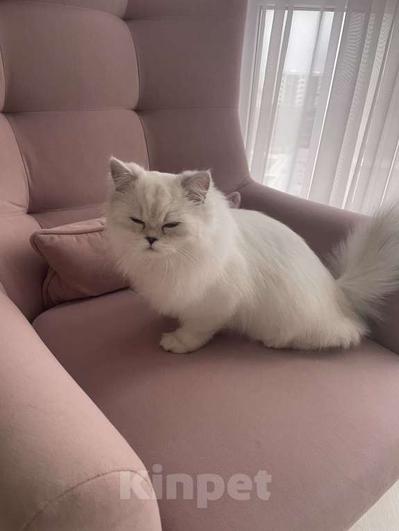 Кошки в Анапе: Продам кота 6 месяцев  Мальчик, 15 000 руб. - фото 1