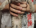 Кошки в Мытищах: Котики в добрые руки Девочка, Бесплатно - фото 2