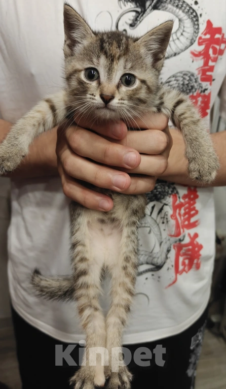Кошки в Мытищах: Котики в добрые руки Девочка, Бесплатно - фото 2