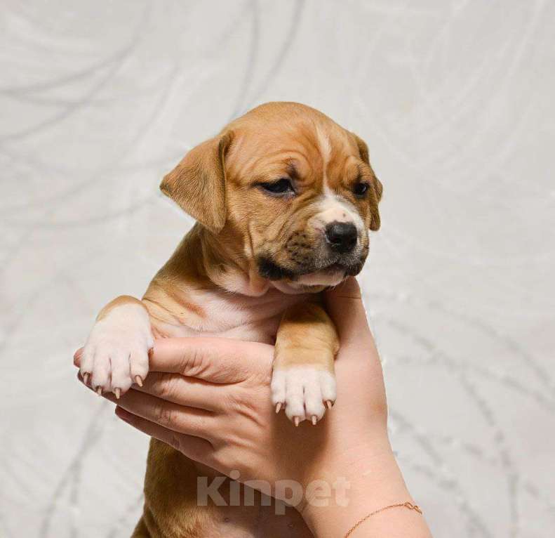 Собаки в Москве: Шикарная девочка амстаффа Девочка, 70 000 руб. - фото 2