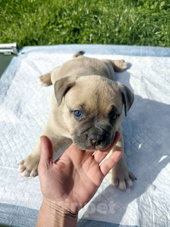 Собаки в Александрове: Малыш американский булли Мальчик, 120 000 руб. - фото 7