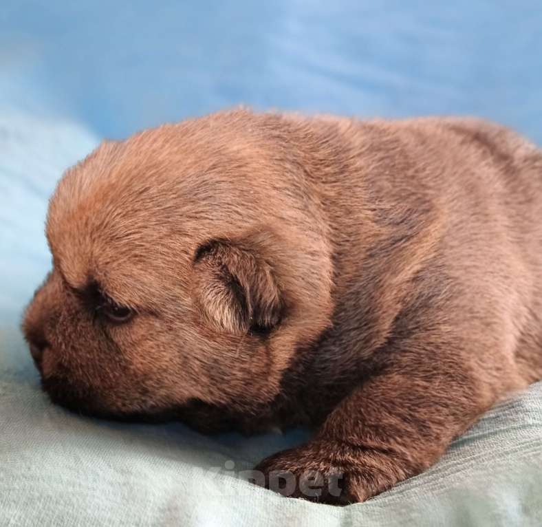 Собаки в Москве: Норвичата Мальчик, Бесплатно - фото 7