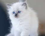 Кошки в Москве: Самая любвеобильная малышку Рэгдолл  Девочка, 80 000 руб. - фото 2