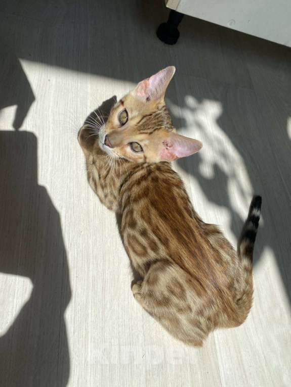 Кошки в Екатеринбурге: Котенок Саванна F5 Мальчик, 30 000 руб. - фото 2