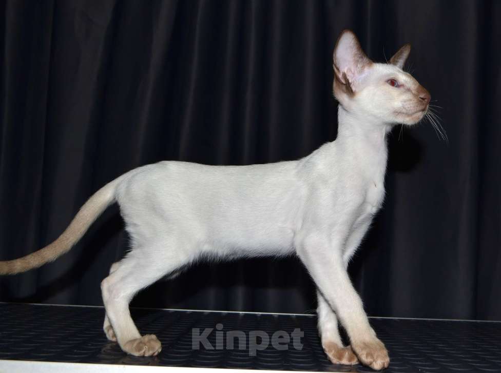 Кошки в Глазове: Финик Мальчик, Бесплатно - фото 3