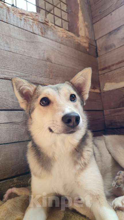 Собаки в Новороссийске: Друг бесплатно Девочка, Бесплатно - фото 4