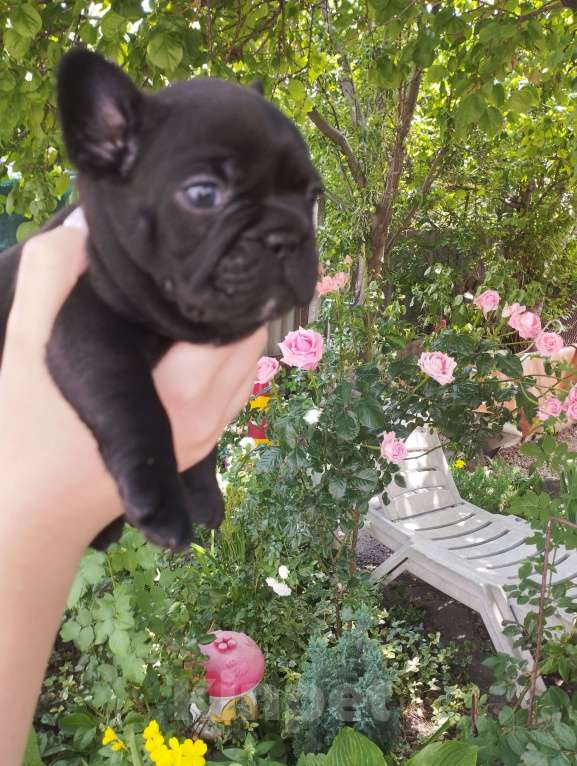 Собаки в Симферополе: Французский бульдог  Мальчик, 90 руб. - фото 5