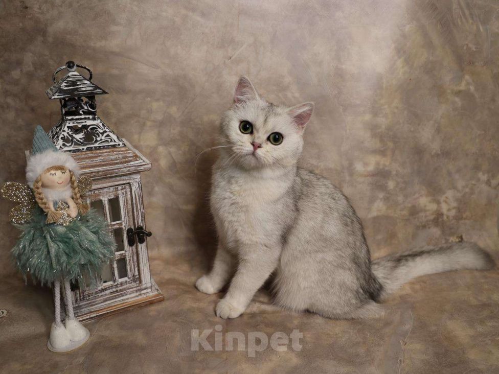 Кошки в Москве: Шотландский прямоухий короткошёрстный котёнок Девочка, 16 000 руб. - фото 4