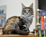 Кошки в Одинцово: Онисия  Девочка, 30 000 руб. - фото 1