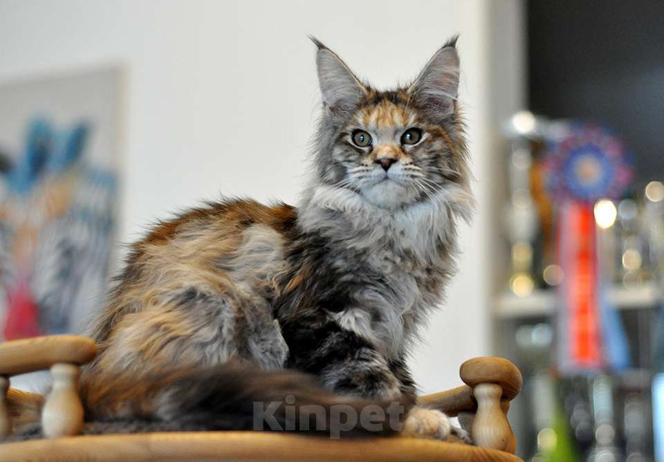 Кошки в Одинцово: Онисия  Девочка, 30 000 руб. - фото 1