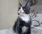 Кошки в Малмыже: Мейн кун котенок, 30 000 руб. - фото 3
