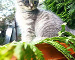 Кошки в Саратове: девочка Девочка, 2 500 руб. - фото 3