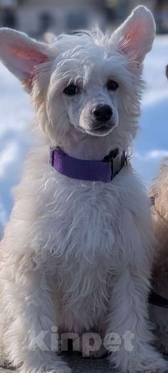 Собаки в Йошкаре-Оле: Щенок китайской хохлатой собаки Девочка, 45 000 руб. - фото 1