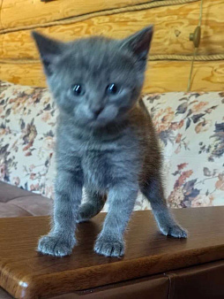 Отдам котенка в добрые руки