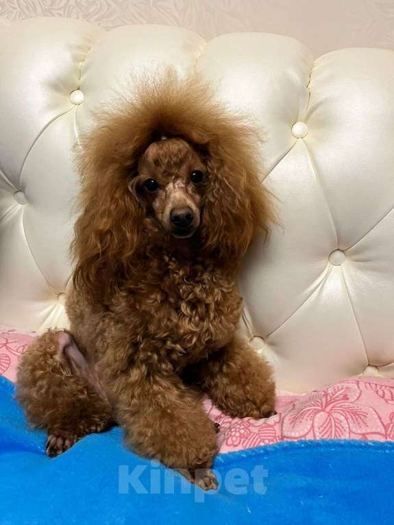 Собаки в Санкт-Петербурге: Шикарный мальчик той пуделя ред броун  Мальчик, Бесплатно - фото 8