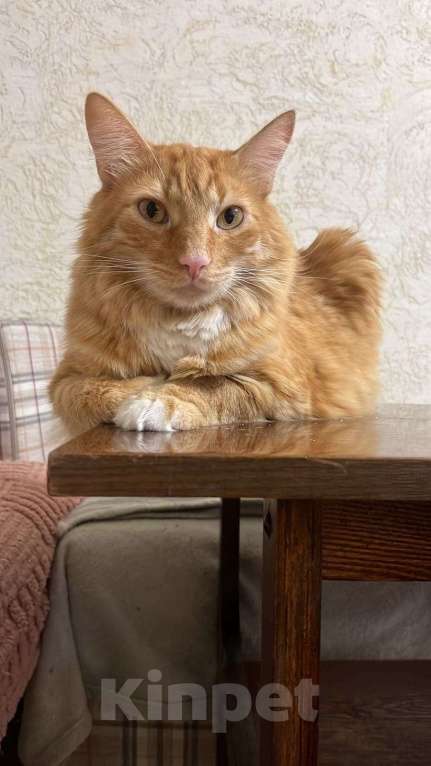 Кошки в Пушкино: Симба ищет дом! Мальчик, Бесплатно - фото 1