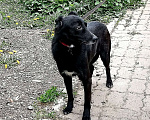 Собаки в Москве: Грустная небольшая  собачка Бритни ищет свою семью Девочка, Бесплатно - фото 8